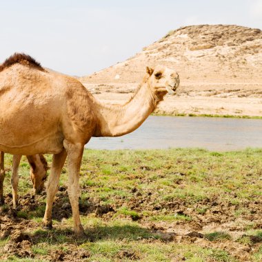 Umman deve içinde çöl dörtte bir ücretsiz dromedary yakınındaki boş.