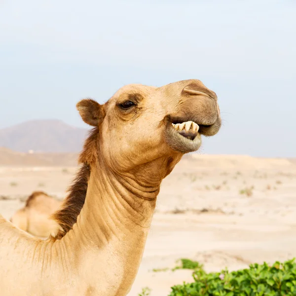 Dans oman quartier vide du désert un dromadaire libre près de la mer — Photo