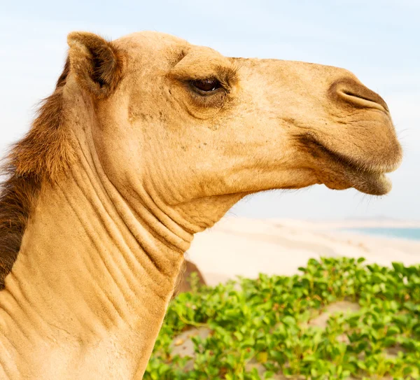 En Oman vacío cuarto de desierto un dromedario libre cerca del mar —  Fotos de Stock