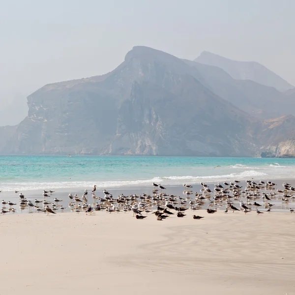 Σε salalah το βουνό και θάλασσα Γλάρος πλήρες μήκος ακτογραμμής Ομάν Εικόνα Αρχείου