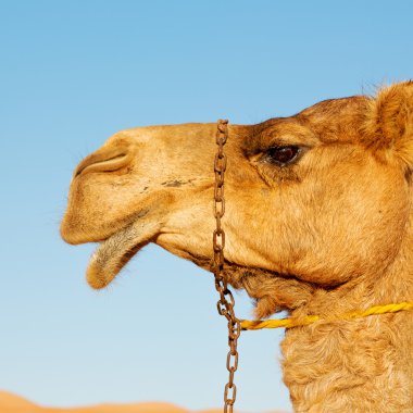 Umman boş dörtte çöl gökyüzüne yakın bir ücretsiz dromedary içinde