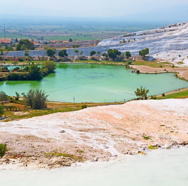 Albero unico astratto in pamukkale tacchino asia il vecchio calciu — Foto Stock