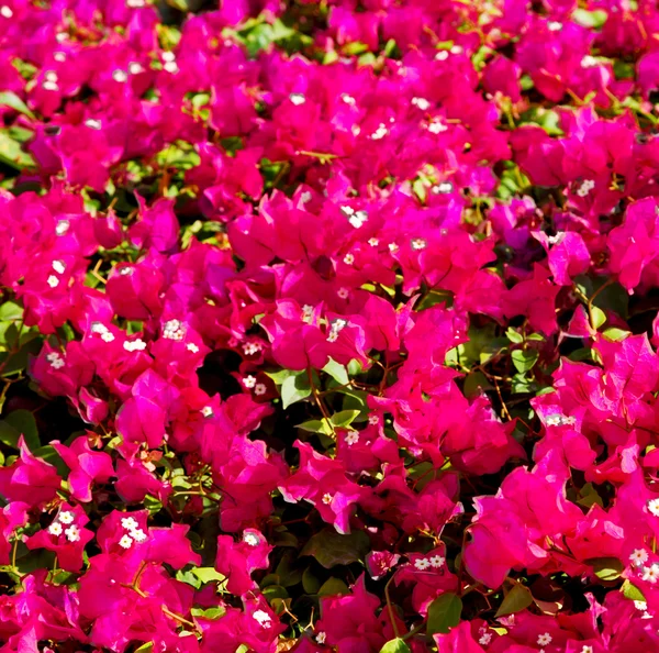 In oman flowers and garden  the spring colors — Stock Photo, Image