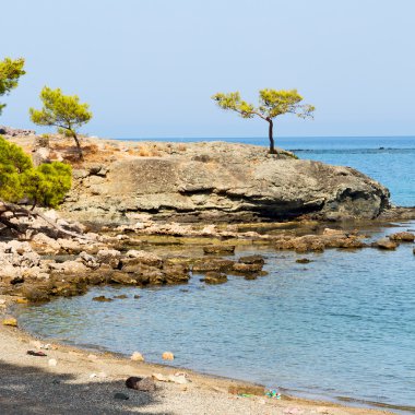 bkz: Türkiye'nin Avrupa çam bitki ve ağaç Akdeniz 