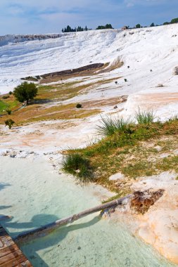 pamukkale eski kalsiyum ağaç soyut  
