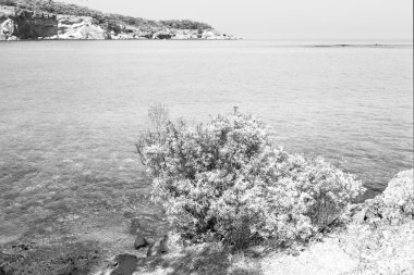 bkz: Türkiye'nin Avrupa çam bitki ve ağaç Akdeniz 