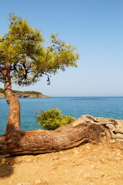 Türkiye'nin Avrupa'da çam 