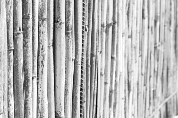 Texture legno di bambù e piante sullo sfondo astratto — Foto Stock