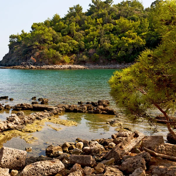 Pin et arbre en Méditerranée voir dinde europe — Photo