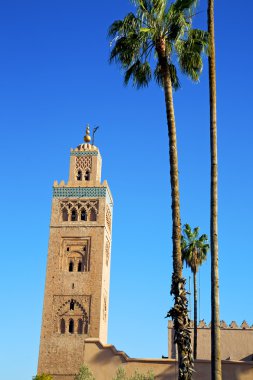 geçmiş maroc Afrika palmiye