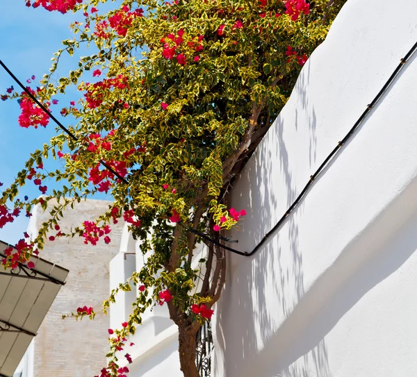 Flower   in the isle of greece antorini europe old house and whi — Stock Photo, Image