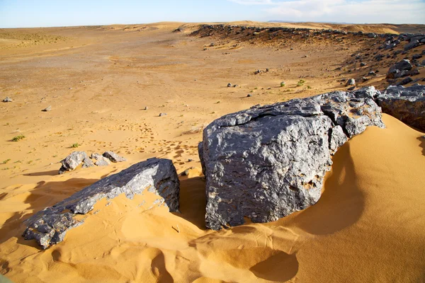 Arbusto viejo fósil en el desierto de morocco sahara y roca ston — Foto de Stock