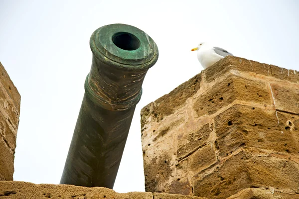In africa morocco  green bronze cannon bird — Stock Photo, Image