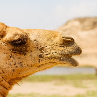 Umman deve içinde çöl dörtte bir ücretsiz dromedary yakınındaki boş.