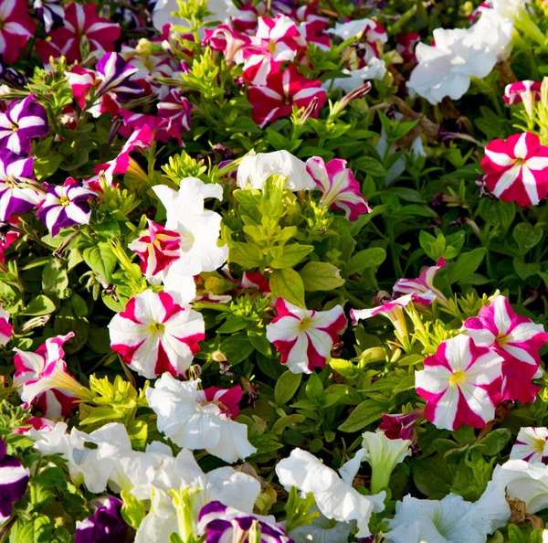 Em flores oman e jardim as cores da primavera — Fotografia de Stock