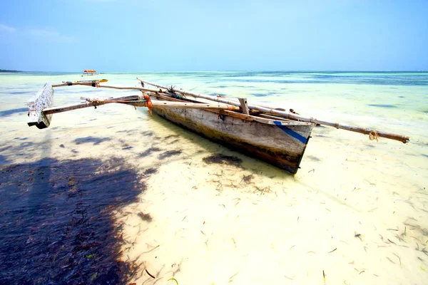 Mořské řasy beach Zanzibar v Indickém oceánu Tanzanie — Stock fotografie