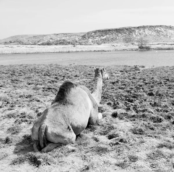 In oman cammello vuoto quartiere del deserto un dromedario libero vicino alla — Foto Stock