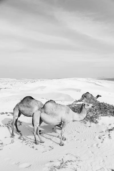 I oman Tom fjärdedel av öknen en gratis dromedar nära havet — Stockfoto