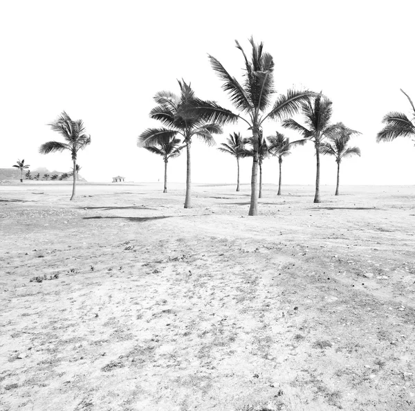 In oman arabo mare palma la collina vicino spiaggia di sabbia cielo e moun — Foto Stock