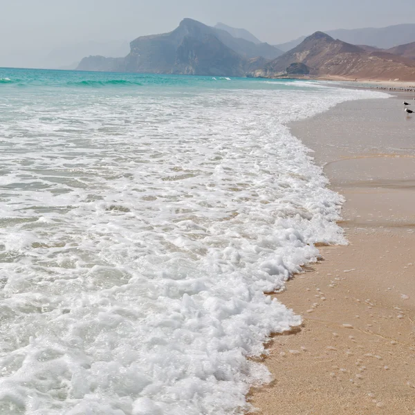 In oman coastline of salalah the mountain and sea seagull full — Stock Photo, Image