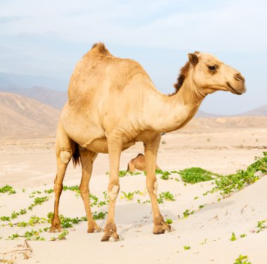 Umman boş çeyreğinde çöl ücretsiz dromedary denize yakın