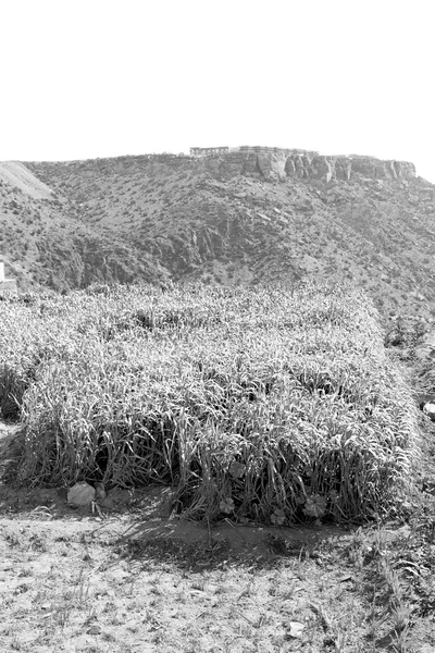 Em oman o cultivo de arroz planta natureza e cor colina — Fotografia de Stock