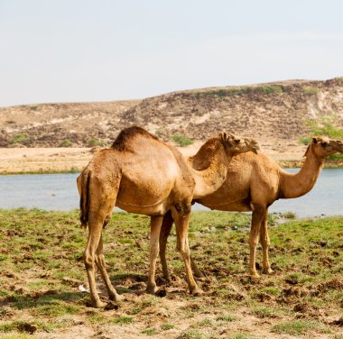 Umman deve içinde çöl dörtte bir ücretsiz dromedary yakınındaki boş.