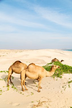 Umman boş çeyreğinde çöl ücretsiz dromedary denize yakın