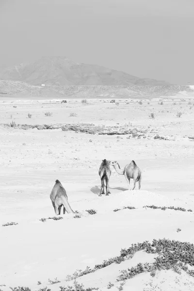 En Oman vacío cuarto de desierto un dromedario libre cerca del mar —  Fotos de Stock