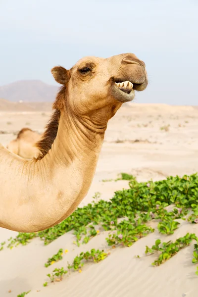 Dans oman quartier vide du désert un dromadaire libre près de la mer — Photo