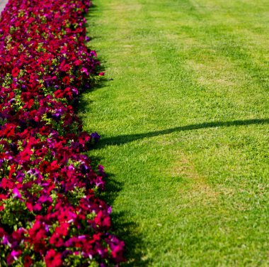 Umman çiçek ve bahar renkleri Bahçe  