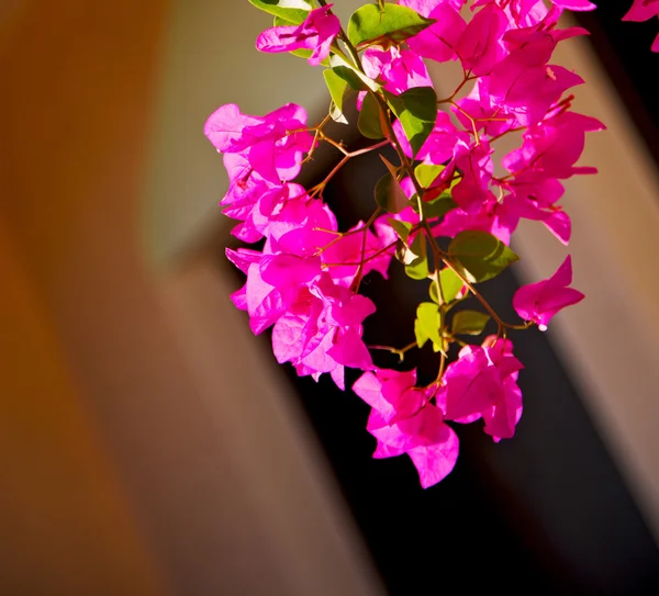 I oman blommor och trädgård i vårfärger — Stockfoto