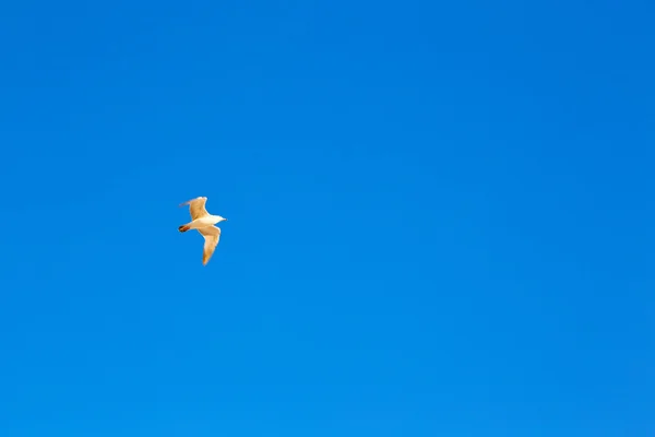 In oman the sky   of birds — Stock Photo, Image