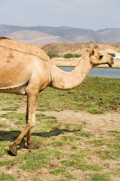 Dans oman chameau quartier vide du désert un dromadaire libre près de la — Photo