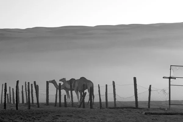 In oman empty quarter of desert a free dromedary near the  sky — Stock Photo, Image