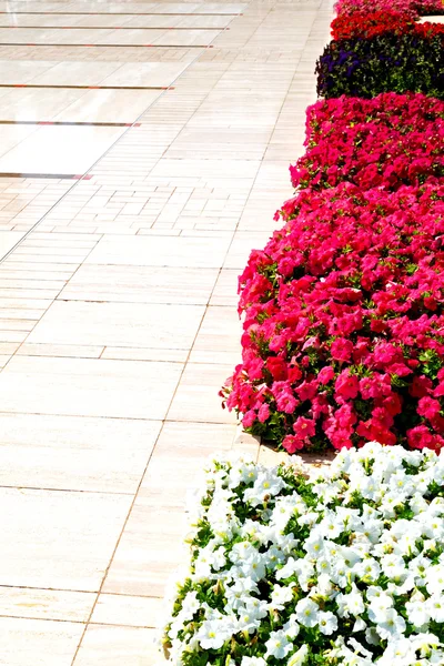 Dans les fleurs et le jardin oman — Photo