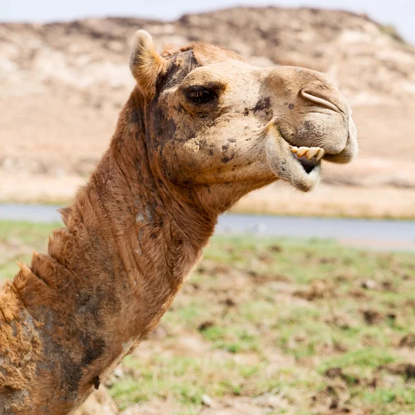 V Ománu velbloud prázdný čtvrtina pouště zdarma připletl poblíž — Stock fotografie