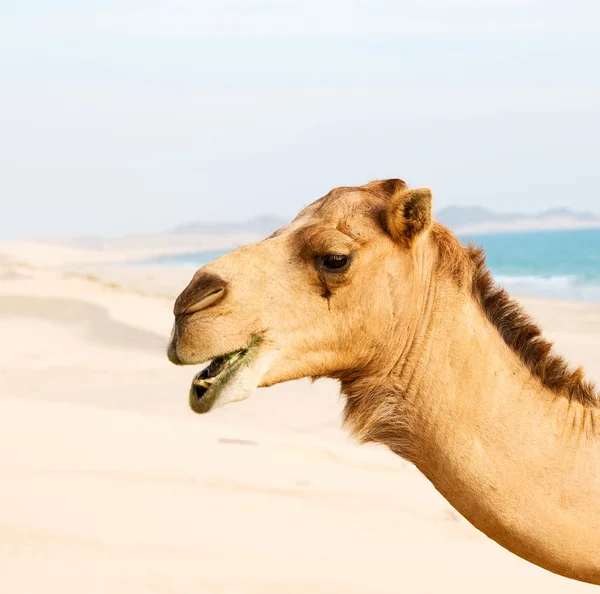 In oman lege kwartaal van woestijn een gratis dromedaris in de buurt van de zee — Stockfoto