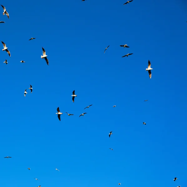 オマーン鳥の空で — ストック写真