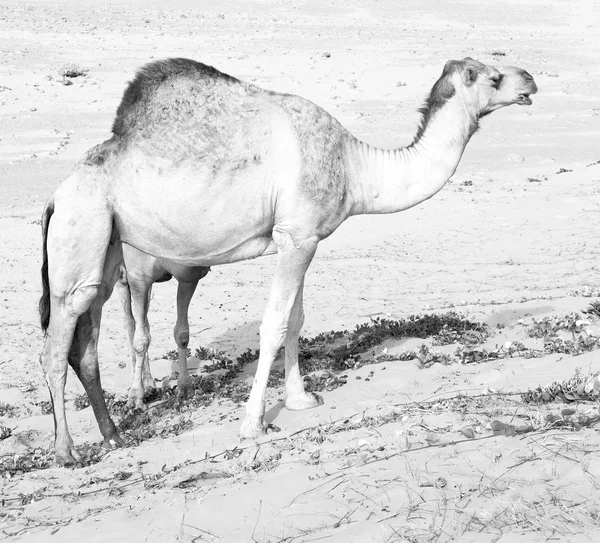 In oman quartiere vuoto del deserto un dromedario libero vicino al mare — Foto Stock