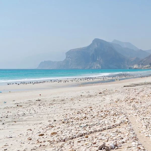 En oman costa de salalah la montaña y el mar gaviota lleno —  Fotos de Stock