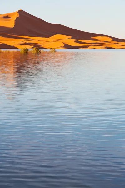 Sunshine in the lake yellow  desert of morocco sand and     dune — Stock Photo, Image