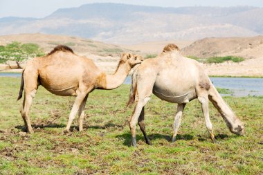 Umman deve içinde çöl dörtte bir ücretsiz dromedary yakınındaki boş.