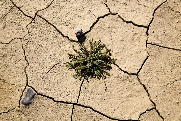 Bruin droog zand in de sahara bush stenen rock — Stockfoto