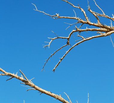 Umman eski ölü ağaç ve gökyüzü ışık