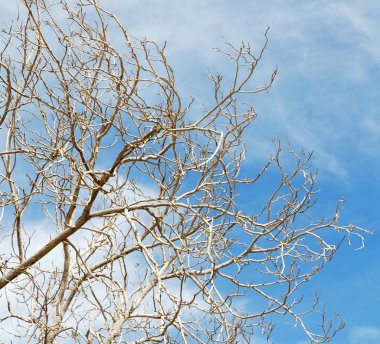 Umman eski ölü ağaç ve gökyüzü ışık