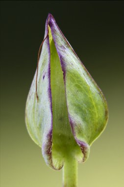   Bahçe arka plan doğada bir yaprağın yakın çekim