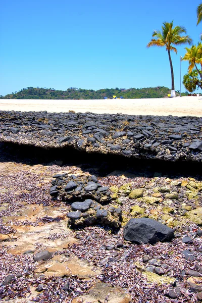 Andilana plaży wodorosty Oceanu Indyjskiego madagasca wyspa niebo i — Zdjęcie stockowe