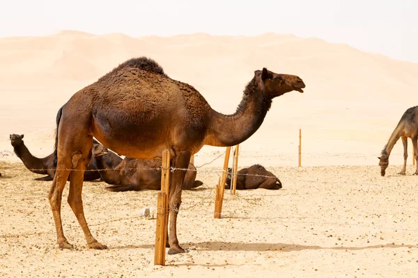 En Oman vacío cuarto de desierto un dromedario libre cerca del cielo — Foto de Stock