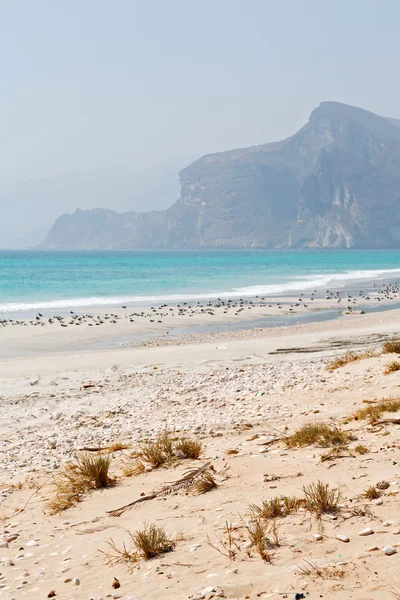 Na costa oman de salalah a montanha e gaivota do mar cheia — Fotografia de Stock